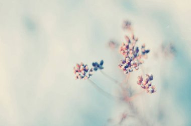 Kış bitki ile arka plan.