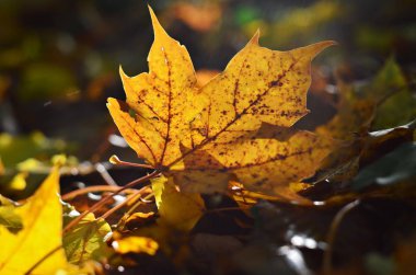 Güneş sonbaharda yaprak parlıyor