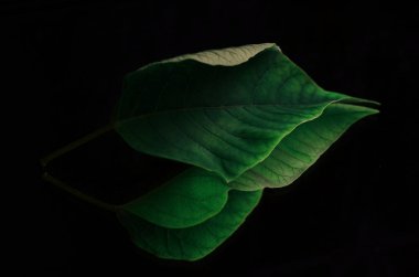 Siyah arkaplanda yeşil yaprak