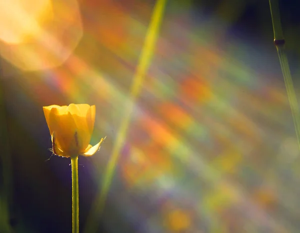 Buttercup in the morning sunshine with glass reflection — Stock Photo, Image