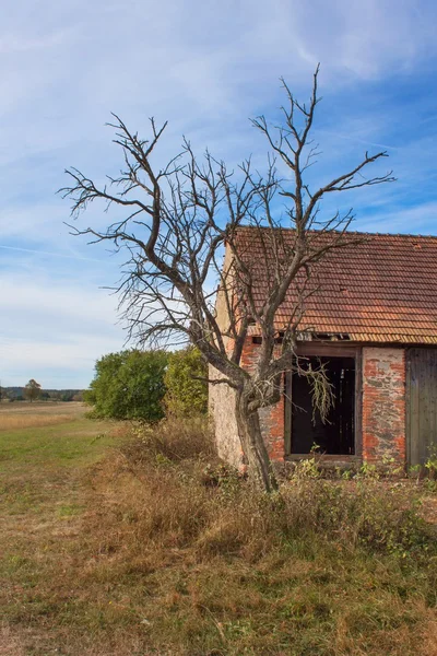 Alte verlassene Scheune und abgestorbener Baum. Verlassene Wirtschaftsgebäude mit verwitterter Mauer. — Stockfoto