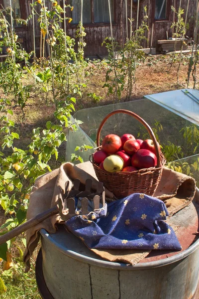 Basket with apples in the garden. Autumn harvest fruit. Basket full of Vitamin and fruit. Collecting apples.