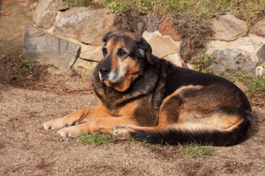 Eski üzücü köpek bahçede yalan. Üzgün bak. Yaşlılıkta bekletin. Hasta köpek.