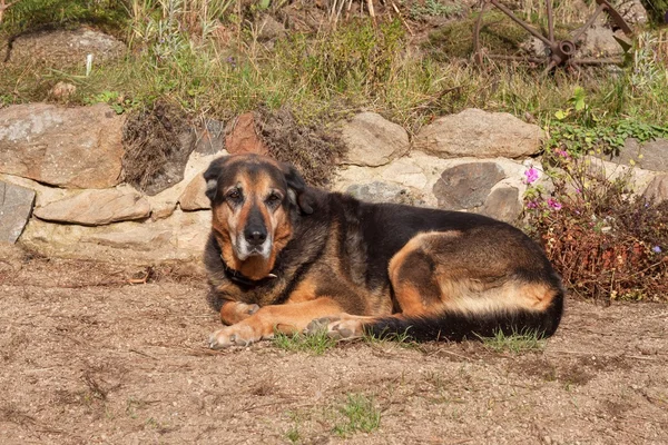 Velho cão triste deitado no jardim. Que olhar triste. Descanse na velhice. Cão doente . — Fotografia de Stock