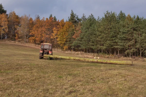 Trekker trekt de omgevallen boom. Werken in het bos. Trekker is uitgesneden bomen uit het bos slippen. Slippen hout. — Stockfoto