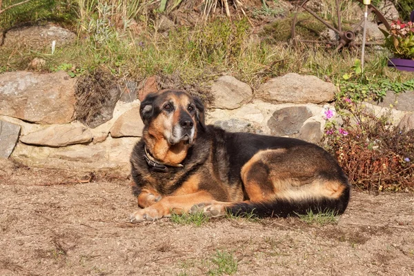 Старая грустная собака лежит в саду. Грустный взгляд. Отдых в старости. Больной пёс . — стоковое фото