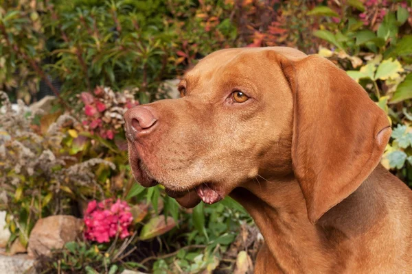 Cão húngaro. O cão olha para a lente. Retrato de um Vizla húngaro. Olhos de cão. Dia ensolarado na caça . — Fotografia de Stock