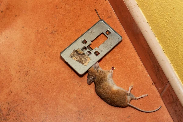死老鼠在厨房的人行道上被陷阱困住了。捕鼠器里的小老鼠陷阱里的死老鼠消毒房屋. — 图库照片