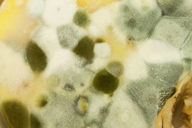 Küflü puding. Zehirli gıda kalıp tam. Sağlıksız yiyecek. Yemek için mantar sporları. Kalıp büyüyen.