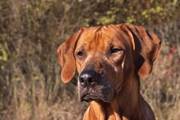 Olhos tristes de cão. Retrato de ridgeback da Rodésia. Belo retrato de cão Rhodesian ridgeback. Olhando nos olhos do cão . — Fotografia de Stock
