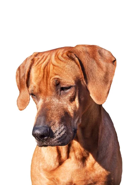 Olhos tristes de cão. Retrato de um cão. Coloque para o seu texto. Ridgeback rodesiano isolado em branco . — Fotografia de Stock