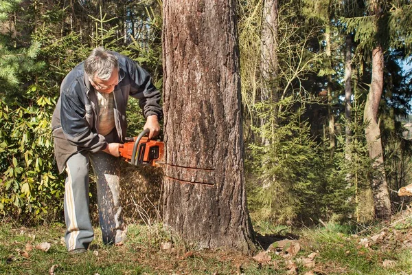 老人は草原カラマツです。森で働く木こり。高齢者のアクティブ ライフ。冬のための薪を準備します。男はチェーンソーでの作業します。アクティブ シニア. — ストック写真