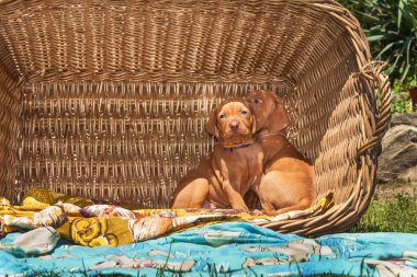 Macar tazı köpek yavrusu. Yaz gün köpek aile. Viszla