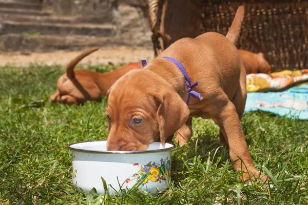 Cão de caça húngaro alimentando-se no prado. Família de cães do dia de verão. Hora de comer . — Fotografia de Stock