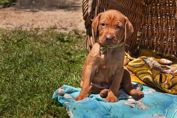 Hungarian hound puppy. Summer day dog family. Viszla — Stock Photo, Image