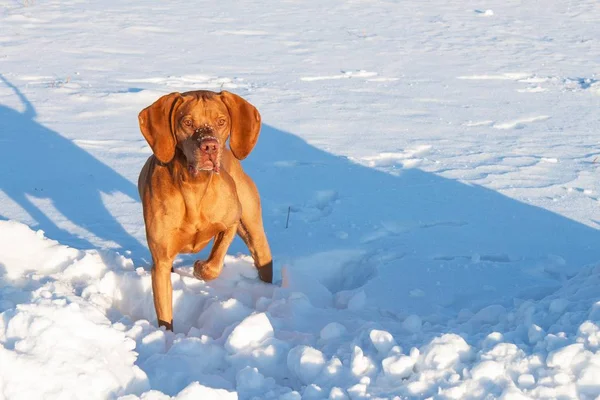 Hunting dog on a snowy plain. Hungarian Pointer - Vizsla. Winter hunting. — Stock Photo, Image