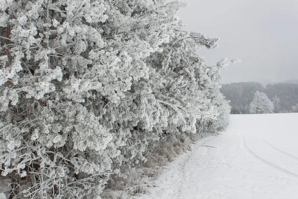 Gefrierender Nebel an Bäumen. Sahnehäubchen auf den Ästen der Kiefern. kalter Morgen auf dem Land. ländliche Landschaft in der Tschechischen Republik im Winter. verschneiter Wald. — Stockfoto