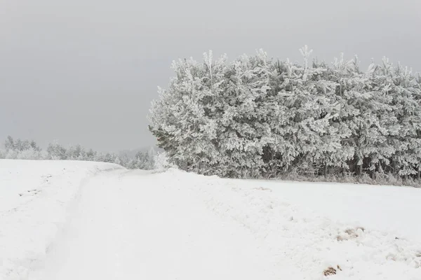 Gefrierender Nebel an Bäumen. Sahnehäubchen auf den Ästen der Kiefern. kalter Morgen auf dem Land. ländliche Landschaft in der Tschechischen Republik im Winter. verschneiter Wald. — Stockfoto