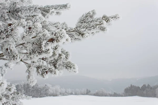 Nevoeiro gelado nas árvores. Gelo nos ramos de pinheiros. Manhã fria no campo. Paisagem rural na República Checa no inverno. Floresta nevada . — Fotografia de Stock