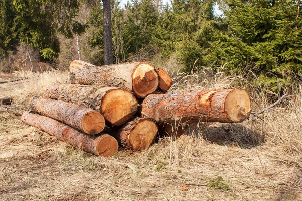 Cosecha de madera en el bosque. Un montón de pinos talados. Industria maderera . —  Fotos de Stock