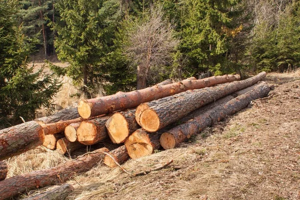 Holzernte im Wald. ein Haufen gefällter Kiefern. Holzindustrie. — Stockfoto