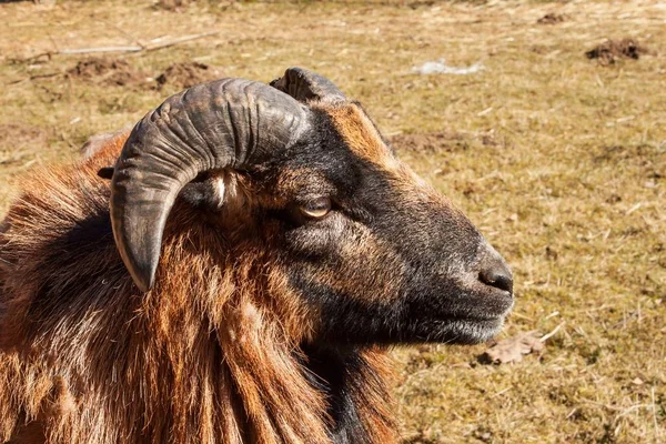 Vista detalhada da cabeça do carneiro. Criação de animais domésticos. Exploração agrícola . — Fotografia de Stock
