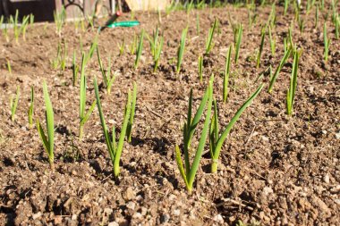Bahar sarımsak vuruyor. Sebze yetiştirme. Yeşil sarımsak Bahçe kir sürgün.