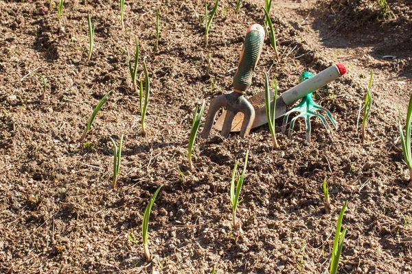 Alho de primavera dispara. Cultivar vegetais. Brotos verdes de alho na sujeira do jardim . — Fotografia de Stock