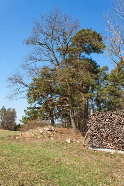 Bois prêt pour l'hiver. Chauffage écologique au bois. Travailler en foresterie . — Photo