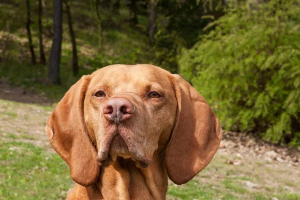 Hungarian pointer Vizsla, sniffing on hunt. Dog a loyal friend of a hunter. Detail of dog head. — Stock Photo, Image