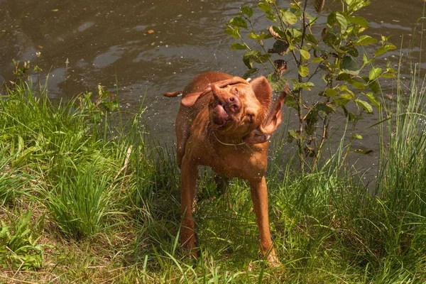 Hungarian pointer shaking off water. Dog Vizsla hunting at the pond.