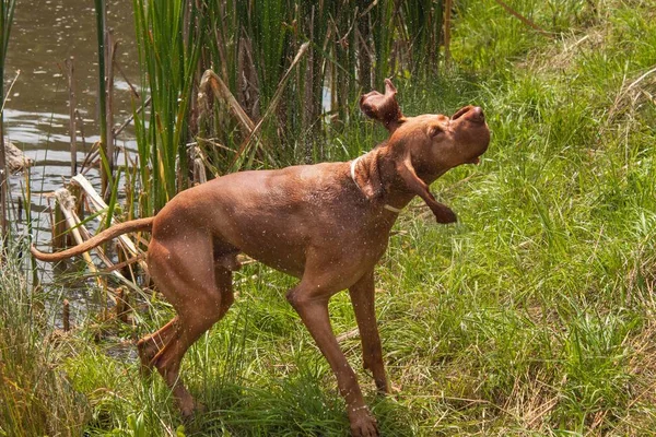 Hungarian pointer shaking off water. Dog Vizsla hunting at the pond.