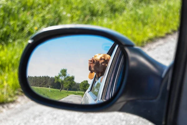 View of the dog in the rearview mirror of the car. Dog looking out the car window. Hungarian pointer Vizsla. — Stock Photo, Image