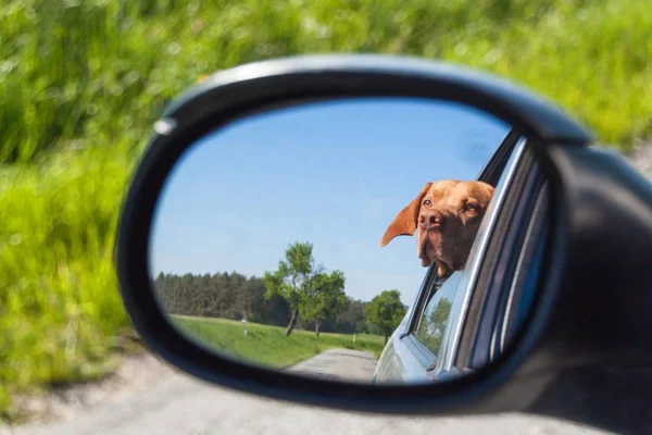 Syn på hunden i backspegeln på bilen. Hunden tittar ut bilfönstret. Ungerska pekaren hundvalp (sittande). — Stockfoto