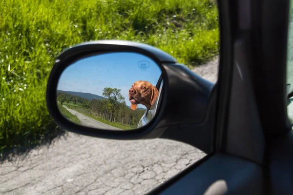 View of the dog in the rearview mirror of the car. Dog looking out the car window. Hungarian pointer Vizsla. — Stock Photo, Image