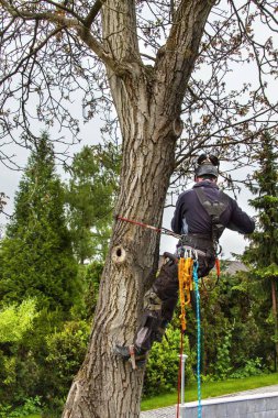 Bir ceviz ağacı kesmek için testere kullanarak arborist. Oduncu gördüm ve bir ağaç budama koşum takımı ile.