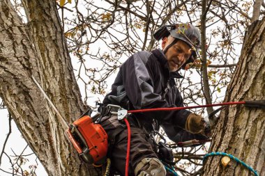 Bir ceviz ağacı kesmek için testere kullanarak arborist. Oduncu gördüm ve bir ağaç budama koşum takımı ile.