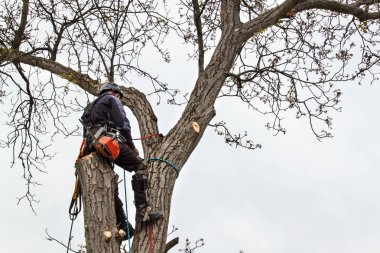 Bir ceviz ağacı kesmek için testere kullanarak arborist. Oduncu gördüm ve bir ağaç budama koşum takımı ile.