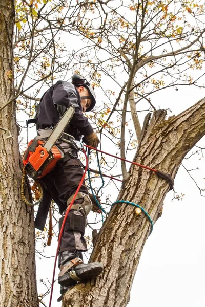 Arborista usando una motosierra para cortar un nogal. Madera aserrada con sierra y arnés podando un árbol . — Foto de Stock