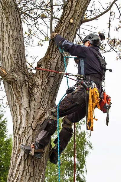 Arborista usando una motosierra para cortar un nogal. Madera aserrada con sierra y arnés podando un árbol . — Foto de Stock