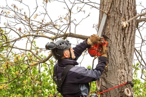 Arboristy používání řetězové pily řezat strom ořech. Dřevorubec s pilou a řemenářské prořezávání stromu. — Stock fotografie