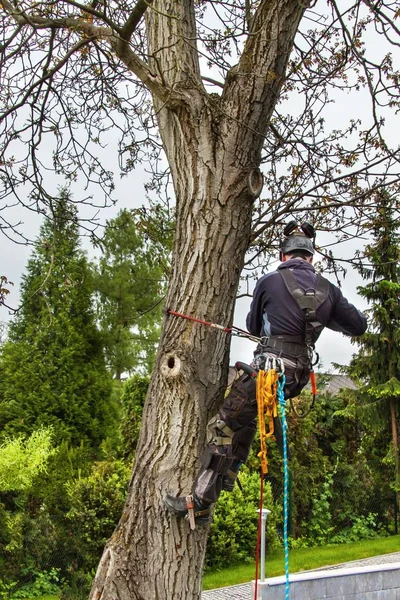 Arboristy používání řetězové pily řezat strom ořech. Dřevorubec s pilou a řemenářské prořezávání stromu. — Stock fotografie