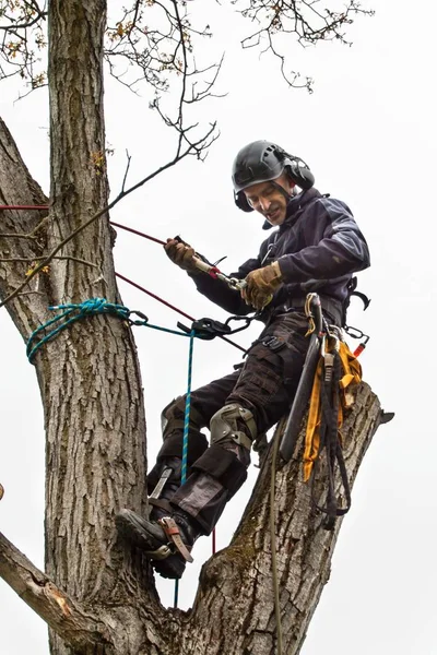 Arborista con una motosega per tagliare un albero di noce. Taglialegna con sega e imbracatura potatura di un albero . — Foto Stock