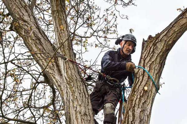 Arborista con una motosega per tagliare un albero di noce. Taglialegna con sega e imbracatura potatura di un albero . — Foto Stock