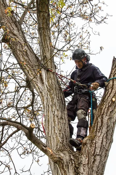 Arborist using a chainsaw to cut a walnut tree. Lumberjack with saw and harness pruning a tree. — Stock Photo, Image