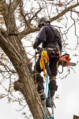 Oduncu gördüm ve bir ağaç budama koşum takımı ile. Eski ceviz ağacının arborist çalışmaları.