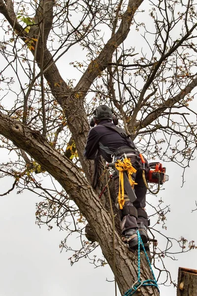 Holzfäller mit Säge und Geschirr schneiden einen Baum. Baumarbeiten am alten Walnussbaum. — Stockfoto