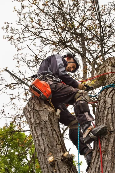 Lumberjack dengan gergaji dan harness pemangkasan pohon. Arborist bekerja pada pohon kenari tua . — Stok Foto