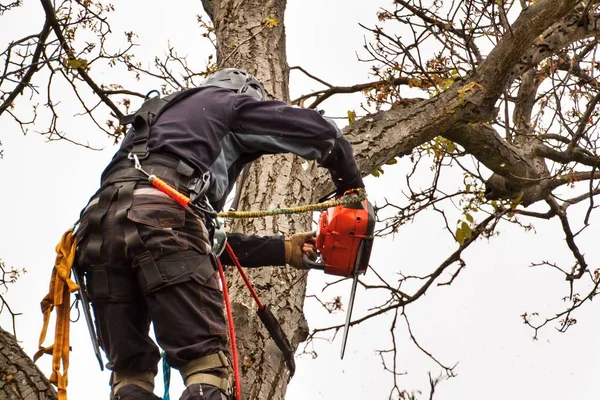 Skogshuggare med såg och sele beskärning ett träd. Arborist arbete på gamla valnötsträdet. — Stockfoto