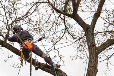 Oduncu gördüm ve bir ağaç budama koşum takımı ile. Eski ceviz ağacının arborist çalışmaları.